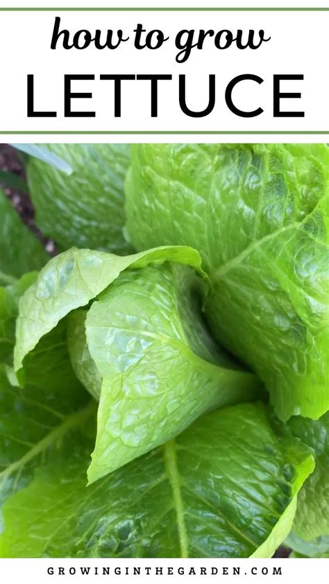 How to grow lettuce 6 tips for growing lettuce – Artofit