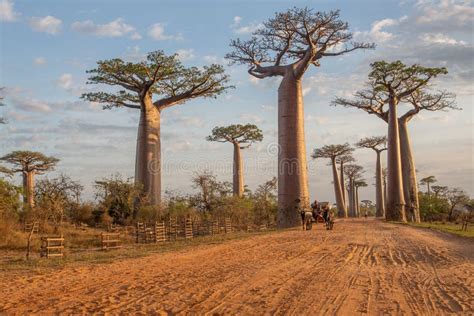 Beautiful Baobab Trees at Sunset at the Avenue of the Baobabs Stock ...