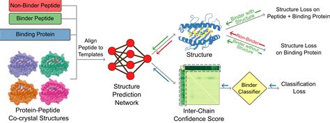 Peptide-binding specificity prediction using fine-tuned protein ...