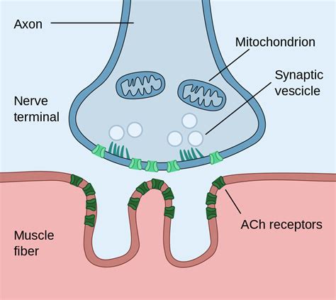 9 Intriguing Facts About Neuromuscular Junction - Facts.net