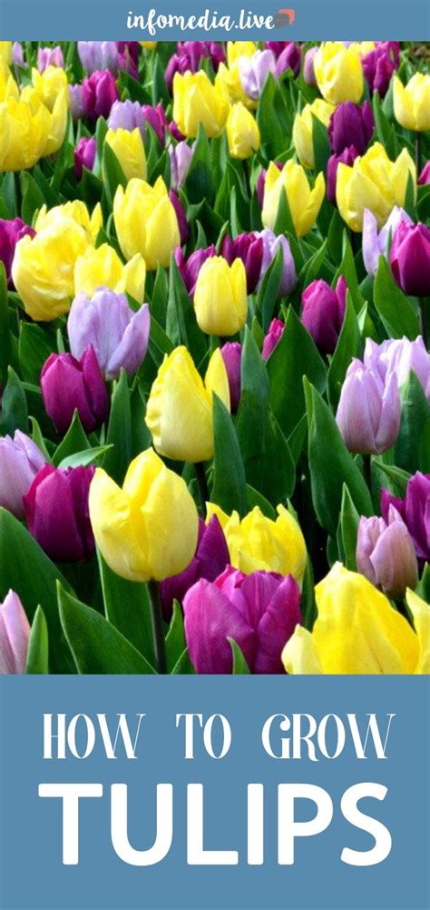 How To Plant, Grow & Care For Tulips | Growing tulips, When to plant ...