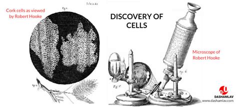 Discovery of Cells: Robert Hooke Discovered Units of Life