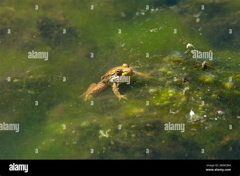 Green Frog in pond Stock Photo - Alamy