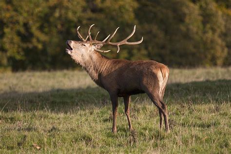 Opiniones de Cervidae