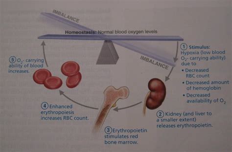 Brenda's A & P Eportfolio: Objective 54: Address how erythropoietin ...