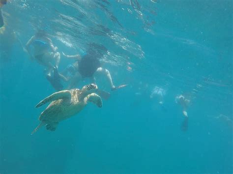 Snorkeling in Hawaii - Pearl Harbour Tour