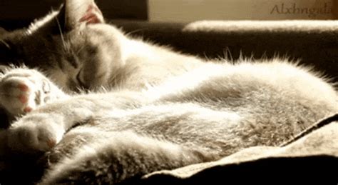 cute animals relaxing gif | WiffleGif