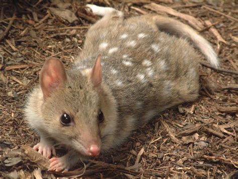 Quoll - A-Z Animals