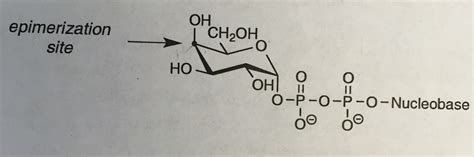 Solved Draw of mechanism for the epimerization of galactose | Chegg.com