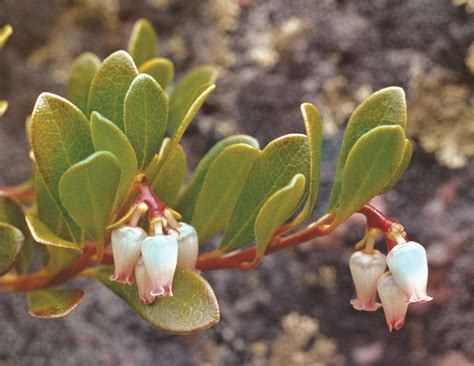 Bearberry | Edible Fruit, Ground Cover, Evergreen | Britannica