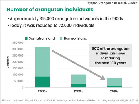 Conservation of orangutans｜Japan Orangutan Reseach Center