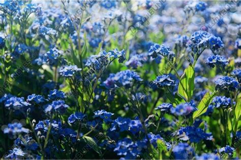 Forget-me-not flowers background. Blue florets in bloom