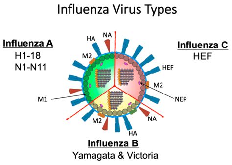 Diagram Virus Structure