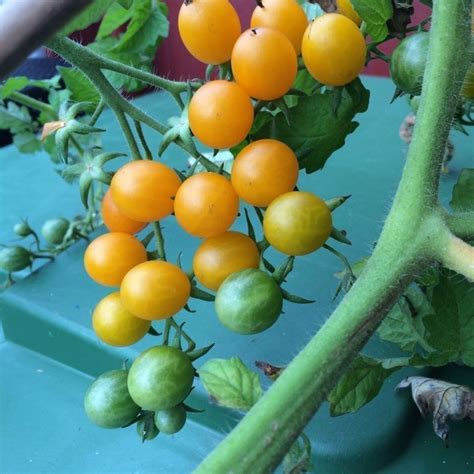 Galapagos Island Wild Tomato Seeds (Solanum chessmanii) - Price €2.65