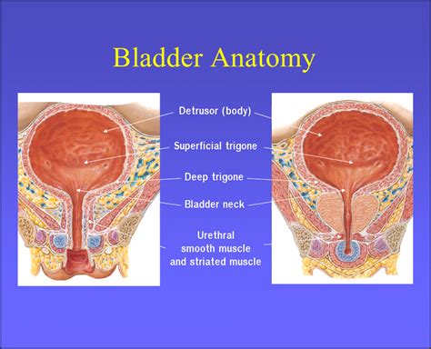 urinary bladder anatomy