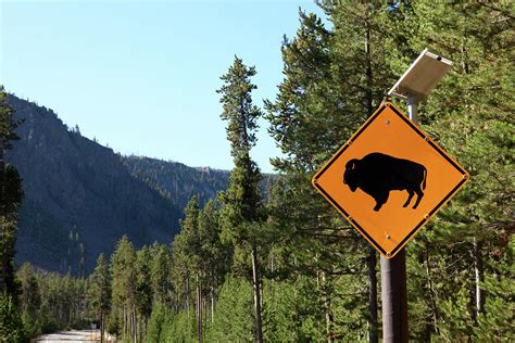 Buffalo Crossing Sign, Yellowstone by Terryfic3d