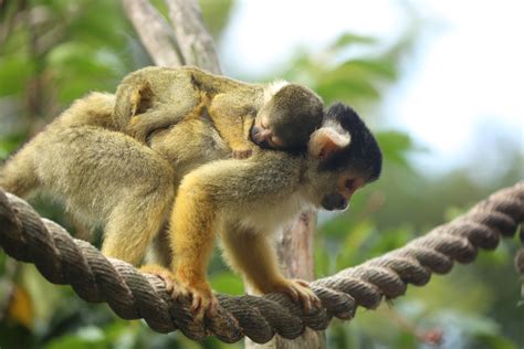 Vote on the name for ZSL London Zoo’s newborn squirrel monkey and win a family pass... - Smooth