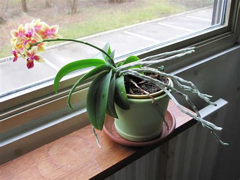 How to Repot an Orchid with Air Roots? Step-by-step Guide