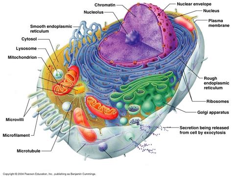 Unit 2 - Cell Structure and Function - HULSE'S CLASS