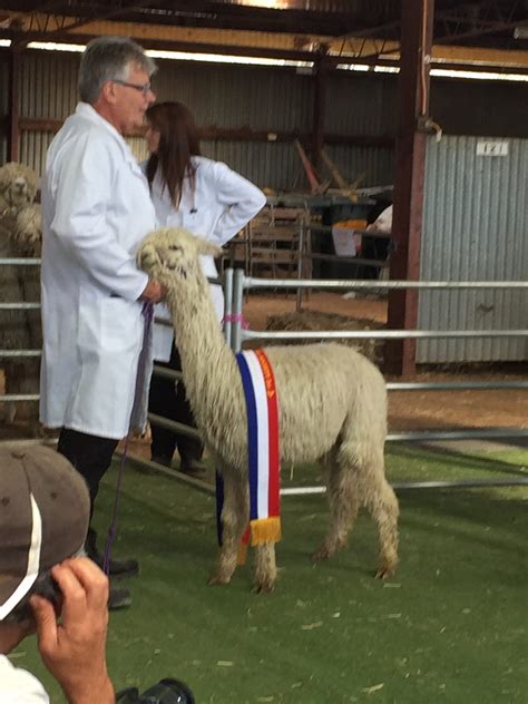 Alpaca | Wangaratta Show 11th & 12th Oct 2024