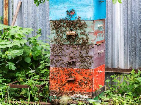 Backyard Beekeeping | Honey Bee Haven