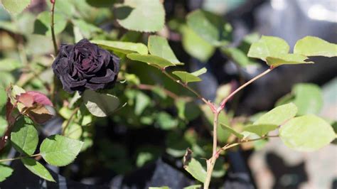 Black Rose: History, Symbolism, Cultivation, and Varieties