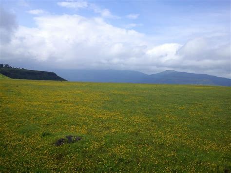 Kaas plateau (Kaas pathar) Valley of Flowers Maharashtra [2020 updated]