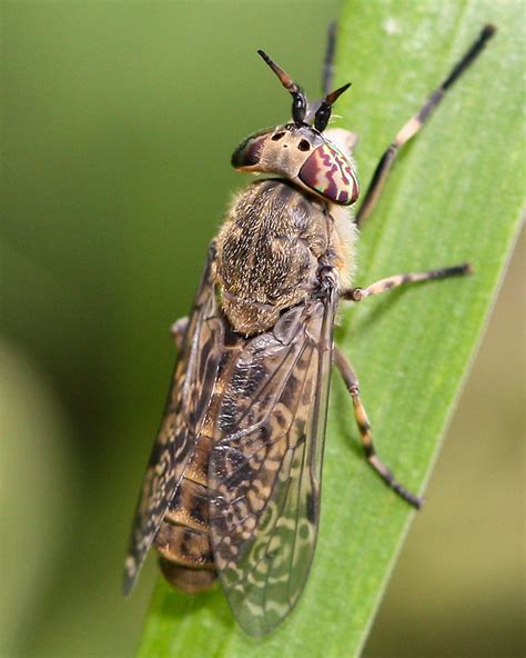 About Horseflies | Horsefly Trap