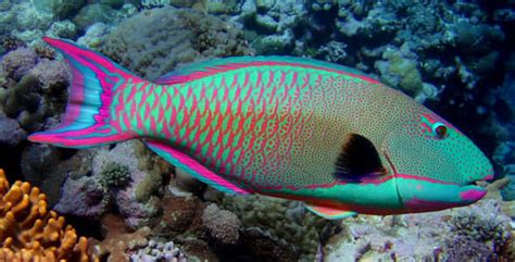 Parrotfish: Magicians of the Reef – Cousteau