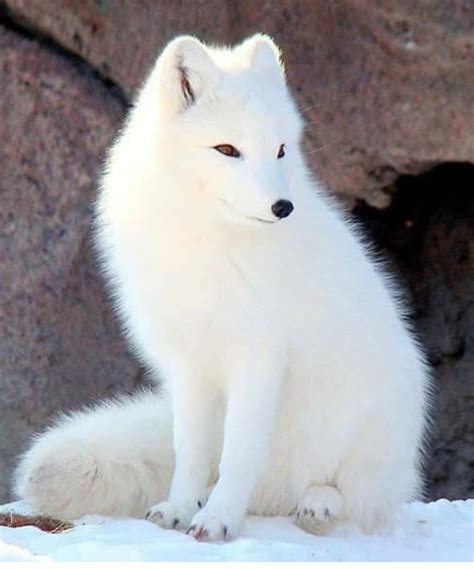 Zorro del Artico | Albino animals, Arctic animals, Cute little animals