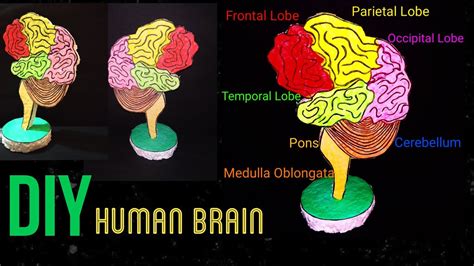 How to make Brain Model for School Project/ Brain Model DIY/ Brain Model Science Project - YouTube