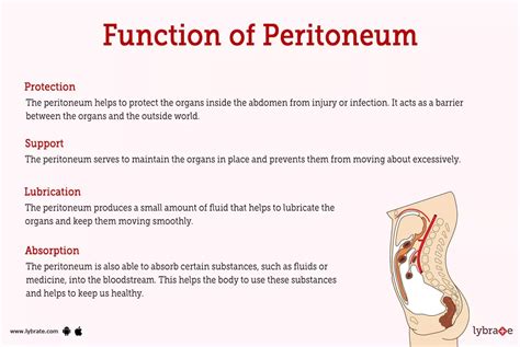 Peritoneum (Human Anatomy): Image, Functions, Diseases and Treatments