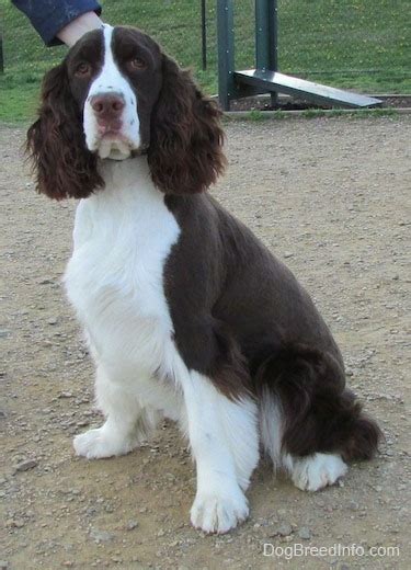 Explore The 70+ Best English Springer Spaniel Dog Breed