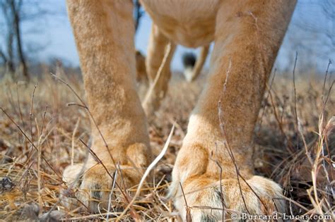 Lion Paws - Burrard-Lucas Photography