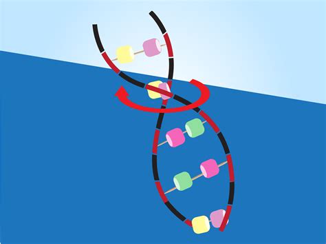 3 Ways to Make a Model of DNA Using Common Materials - wikiHow