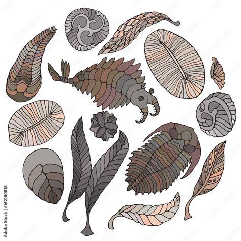 Fauna of Neoproterozoic and Paleozoic Era. Bright illustration on white background. Anomalocaris ...