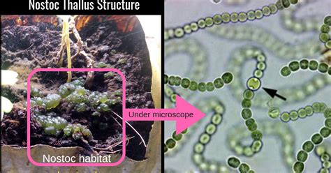 Nostoc Taxonomic Position, Habitat, thallus and Cell structure | Plant Science 4 U