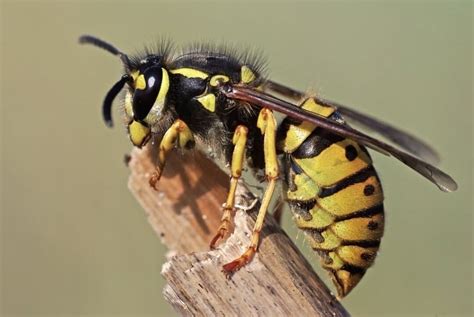 7 Ways Wasps Got Into Your House (And How To Get Them Out) - Pest Pointers