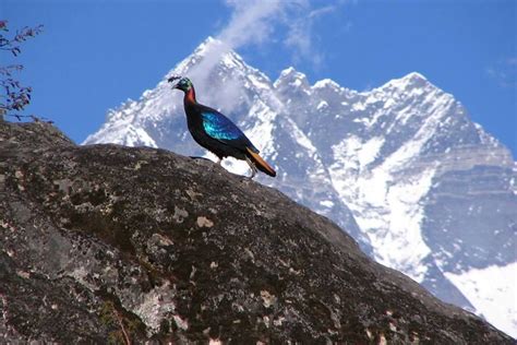 danfe(lopophorous)- national bird of nepal Countries Of Asia, Love The Earth, Sikkim, Kinds Of ...