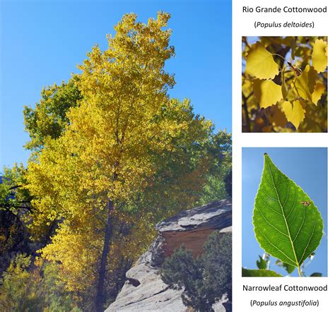 Cottonwood Tree - Colorado National Monument (U.S. National Park Service)