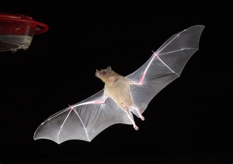 More of the Nectar-feeding Bats – Foothills Clusters Wildlife