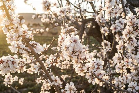 Almond Trees in Bloom at the End of Winter in Southern Spain Stock Photo - Image of branch ...