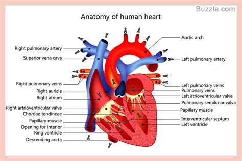 External Structure Of Human Heart Anatomy | MedicineBTG.com