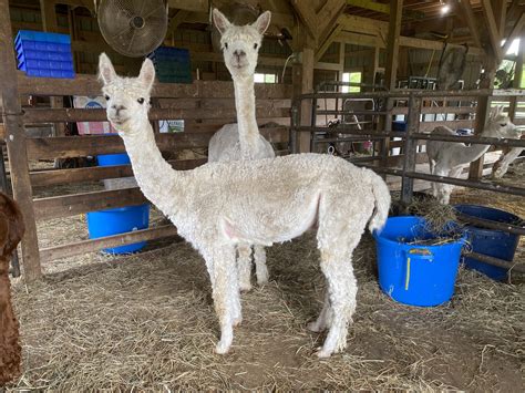 Alpaca Products - Bucks County Alpacas