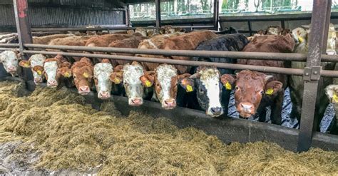 Forage focus: Beet, barley and silage on a self-sufficient beef farm ...