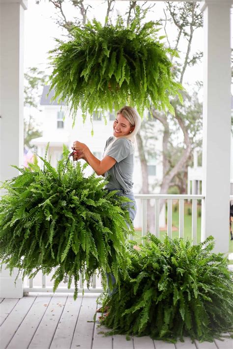 woman holding healthy ferns on a porch | Jardín de helechos, Plantas colgantes de interior ...