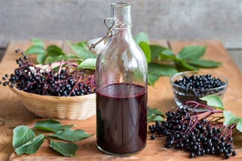 Can Dogs Eat Elderberries? What You Need To Know