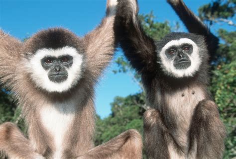 Protect Myanmar’s endangered gibbons by DONATING NOW!