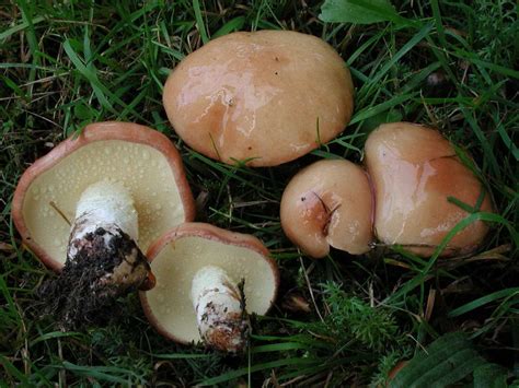 Champignon - Suillus granulatus