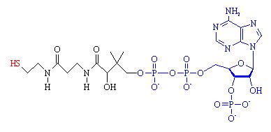 Coenzyme A ~ Everything You Need to Know with Photos | Videos